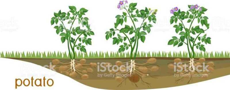 Como alimentar batatas durante a floração