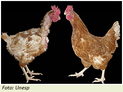 Muda em galinhas poedeiras e suas espécies