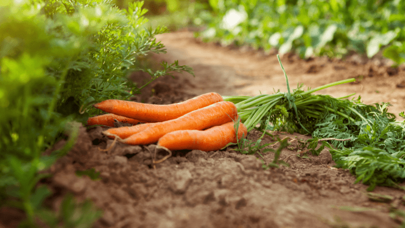 Características da sementeira de cenoura