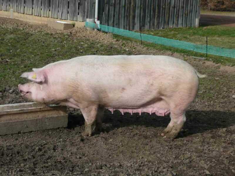 Bacon de Porco Landrace