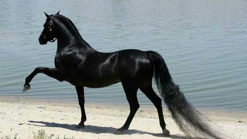 Cavalo árabe puro-sangue