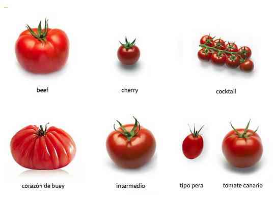 Variedades de tomate em forma