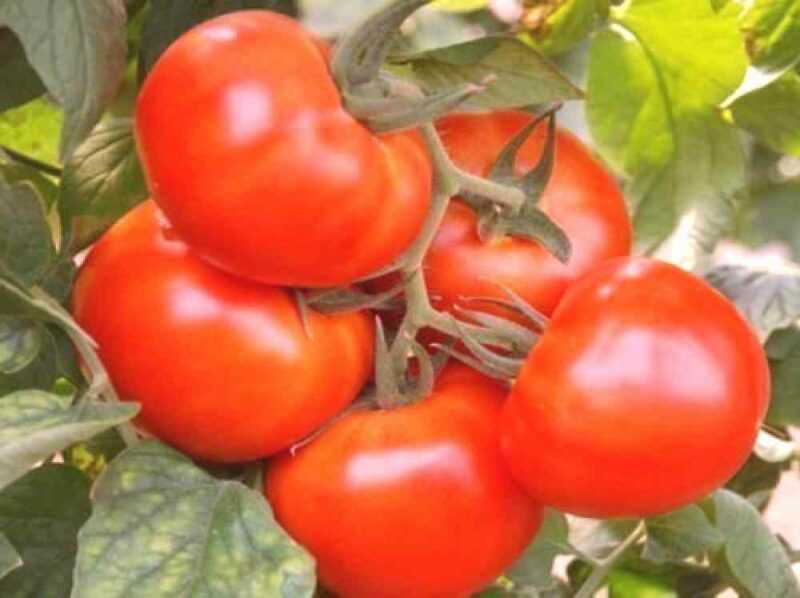 Quais são as sementes de tomate embebidas em