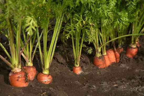 Os segredos do cultivo de cenouras