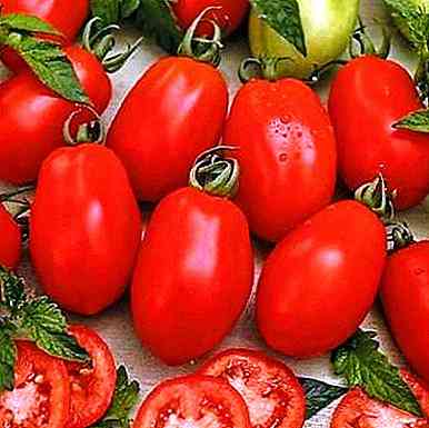 Descrição e características do tomate Leopold