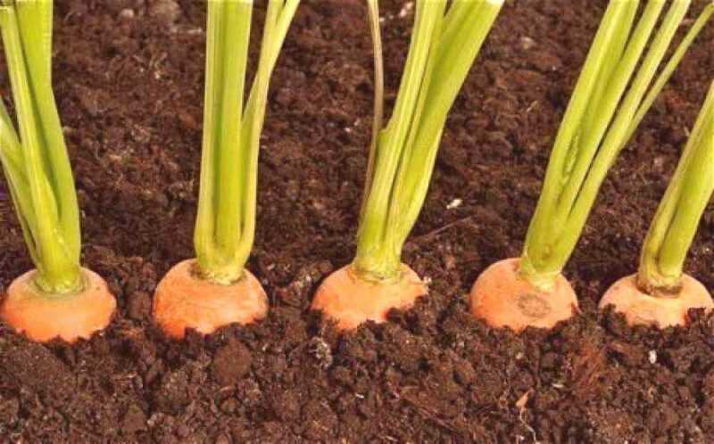 Como plantar cenouras em campo aberto na primavera