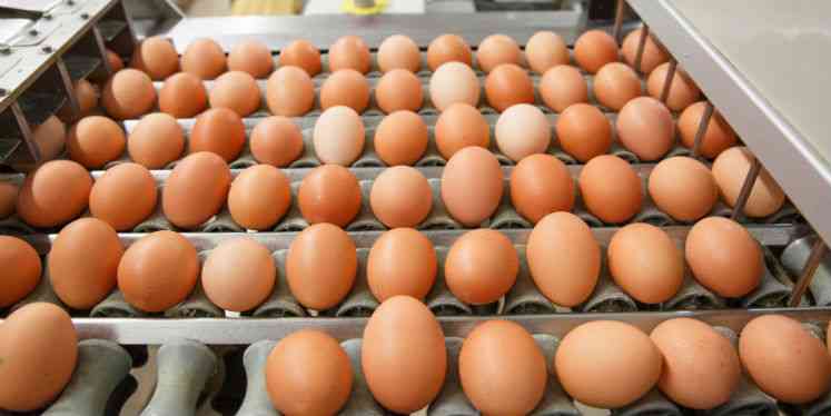 Como deve incubação de ovos de galinha