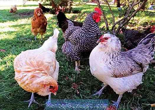 Características do cultivo e criação da raça de galinhas de aniversário Kuchinsky