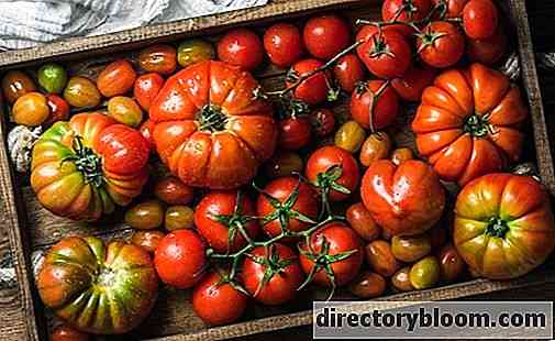 Descrição do tomate Gigalo