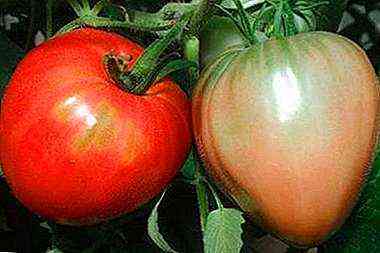 Como alimentar tomates com amônia