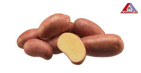 Características das batatas Madeleine