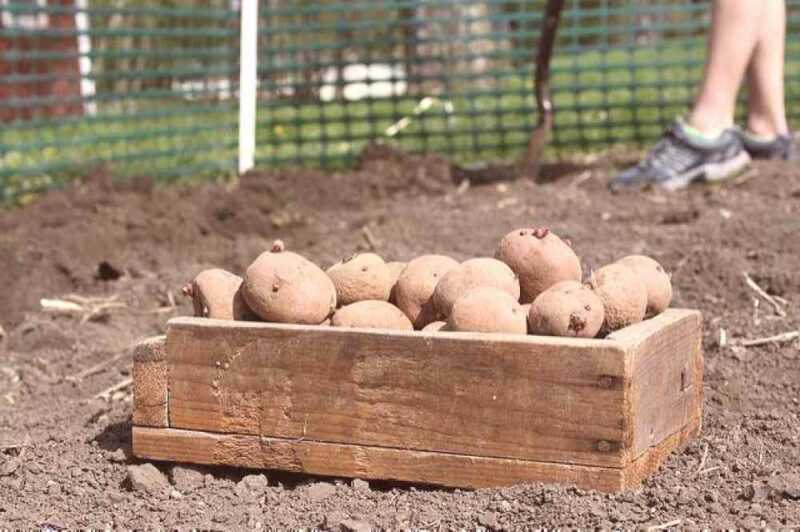 Regras para plantar batatas sob uma pá