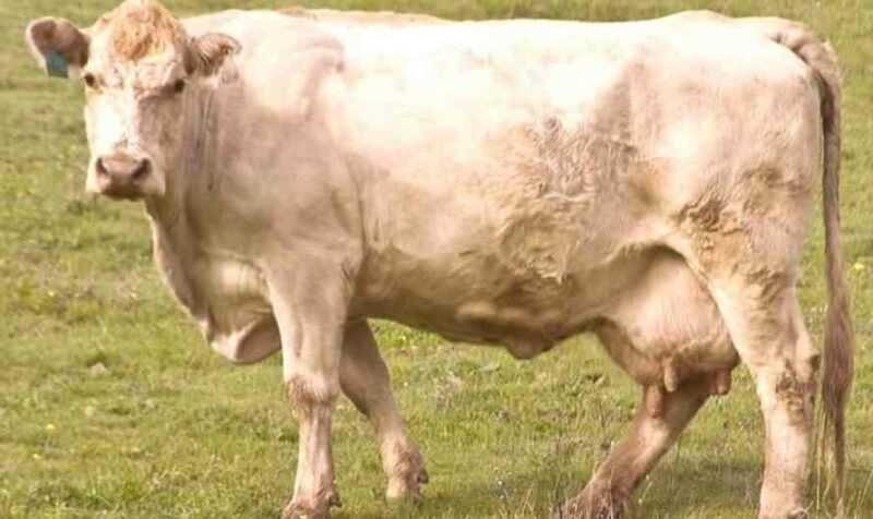Causas de estreptoderma em vacas
