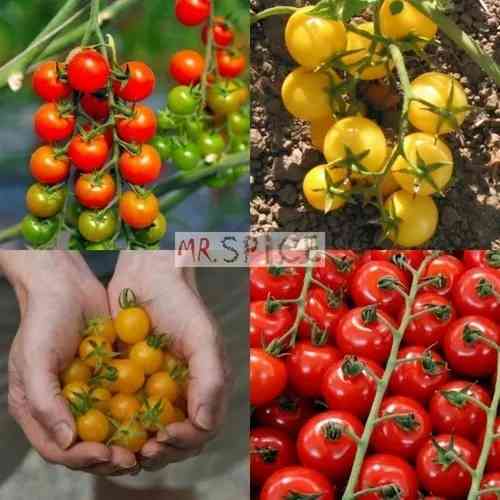Descrição da variedade de tomate Amarelo Cereja