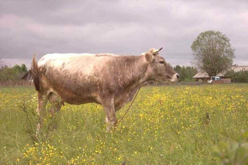 Características da raça Kostroma de vacas