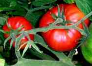 Temperatura para plantar tomates