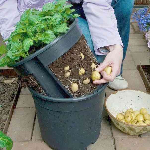 Como fazer um arado de bricolage para plantar batatas