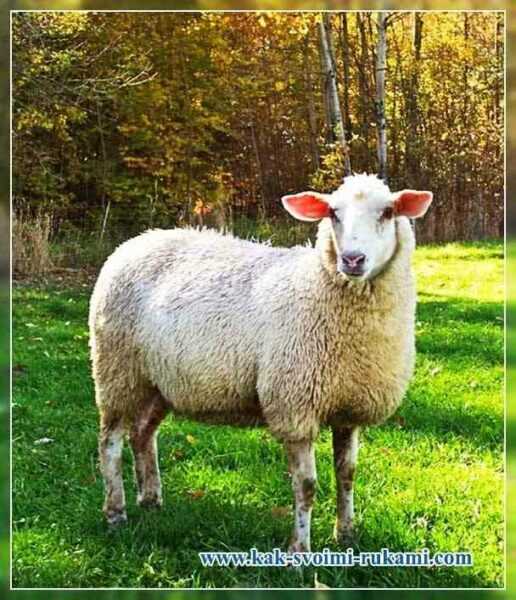 Descrição das ovelhas da raça Catum