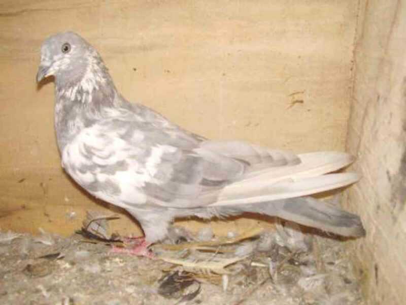 Detecção e tratamento de varíola em pombos