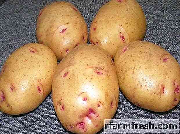 Descrição das batatas Barin