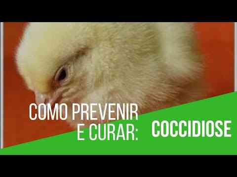 Causas da coccidiose em pombos