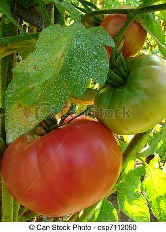 Mistura de tomate Bordeaux