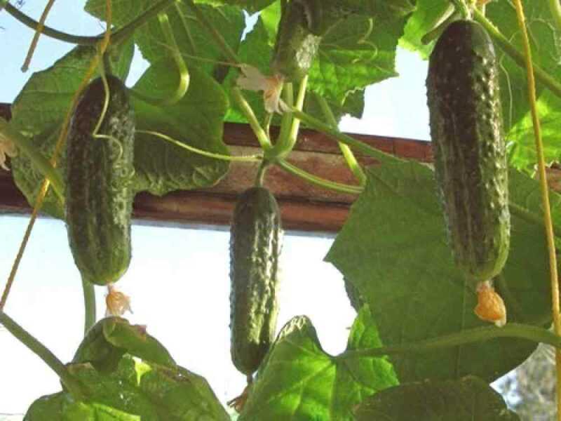 Características das variedades de pepinos Berendey