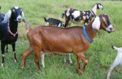 Descrição das cabras da raça anglo-núbia