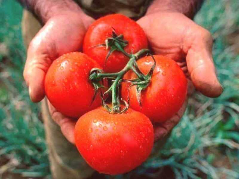 Características das variedades de tomate Vermelho Cereja