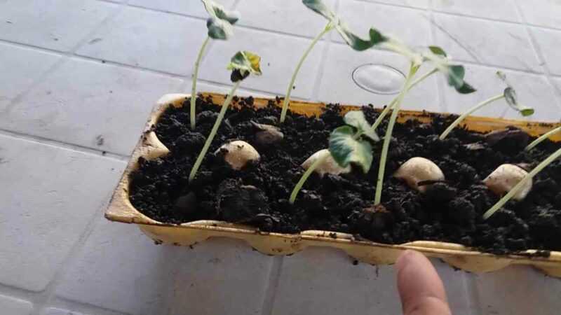 Como germinar sementes de cenoura rapidamente