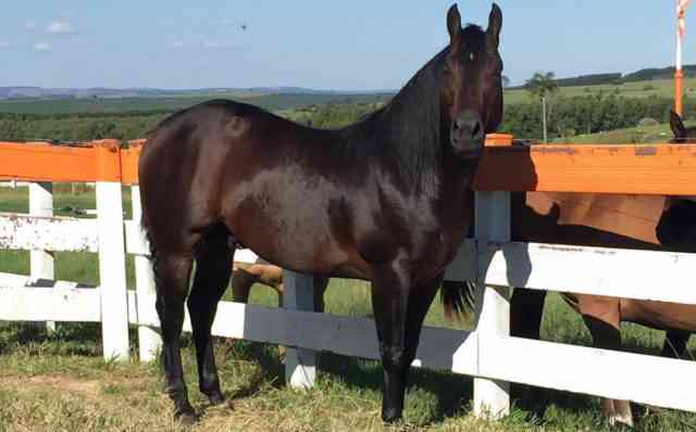 Cavalo Bulan – o cavalo mais valioso do passado