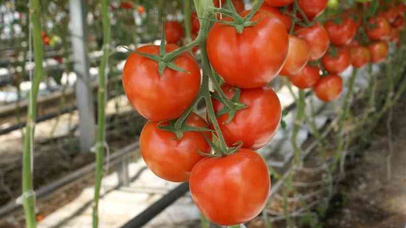 Características das variedades de tomate Boneca F1