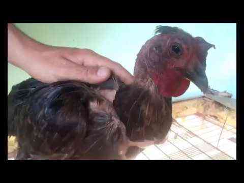 Como curar a diarréia em galinhas