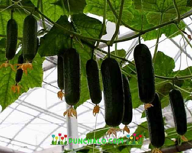 Características das variedades de pepino Murashka