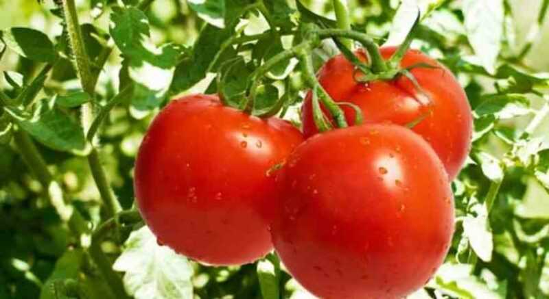 Características dos Spas de Mel com Tomate