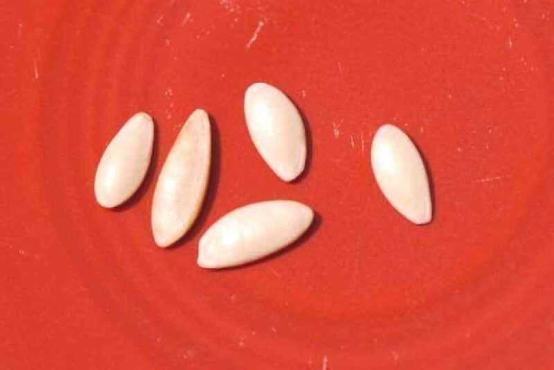 Regras de imersão para sementes de pepino