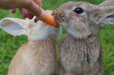 Batatas podem ser adicionadas às dietas para coelhos