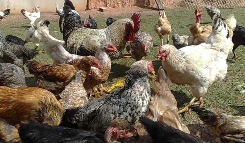 Maneiras de aumentar a produção de ovos em galinhas domésticas
