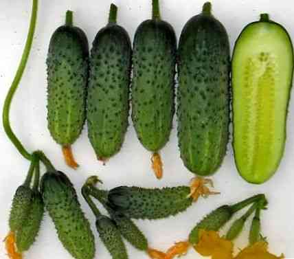 Características da variedade de pepinos Esmeralda