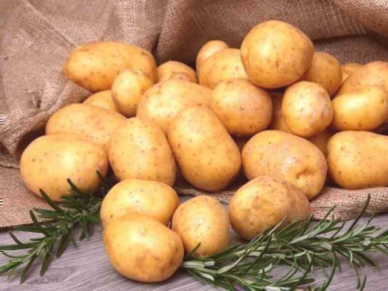 Regras de fertilização para batatas na primavera e no outono