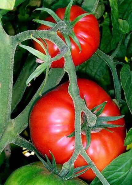 Características dos Tomates Maiores Principais