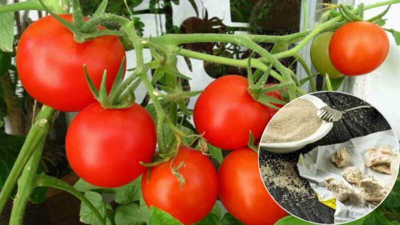Como fazer cobertura de fermento para tomates e pepinos