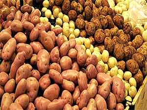 Descrição das variedades precoces de batata