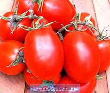 Características do tomate de variedade de carne