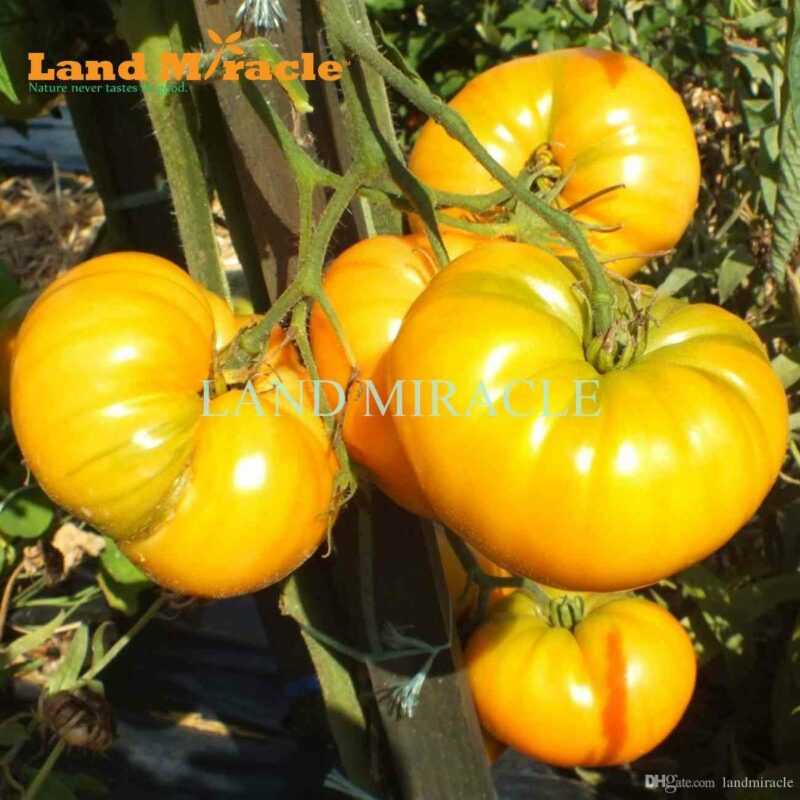 Descrição e características do tomate Miracle Lazybones