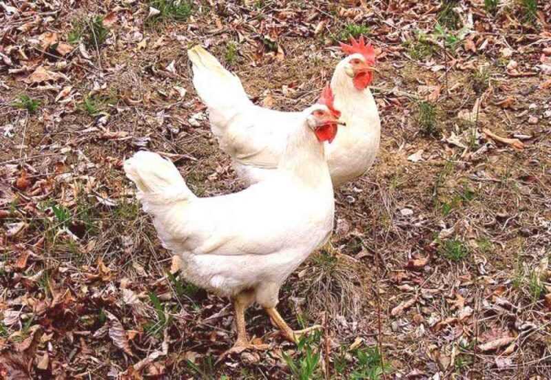 Detecção e tratamento de galinhas e puxorose de galinhas