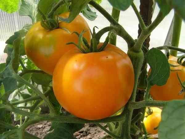 O princípio de beliscar tomates determinantes