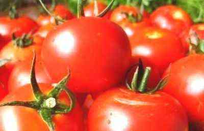 Descrição de tomates Volgograd 323 precoce