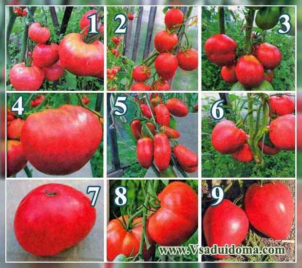Descrição das variedades de tomate Grushovka