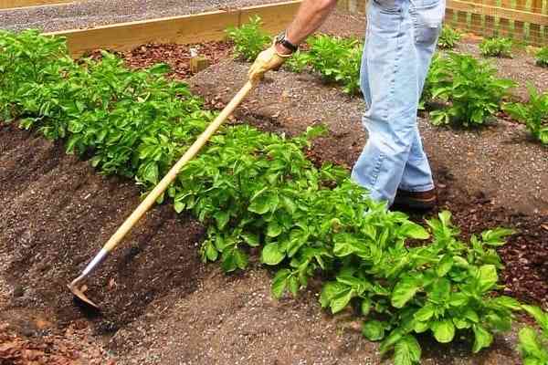 O princípio de plantar batatas de acordo com o método Mitlider